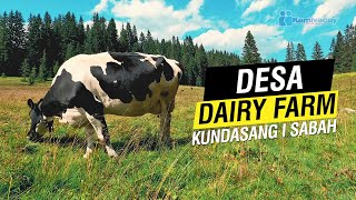 Desa Dairy Farm Kundasang 4K