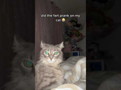 Girl pranks her pet cat with long fart audio