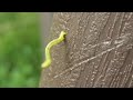 Little Wormy Dude in Summer