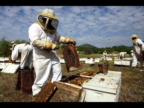 Harvard Researcher Discovers Cause Of Honeybee Colony Collapse Disorder