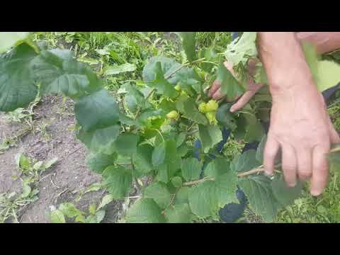Video: Kaktusų Sėklų Dauginimas. 2 Dalis