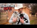 This Baby Goat's Valentine Gift Will Melt Your Heart🩷