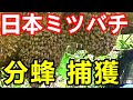 ニホンミツバチ分蜂・捕獲　Capturing and accommodating Japanese honeybees