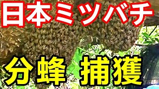 ニホンミツバチ分蜂・捕獲　Capturing and accommodating Japanese honeybees