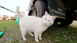 パトロールにすれ違った猫達を片っ端から威嚇する凶暴な白猫