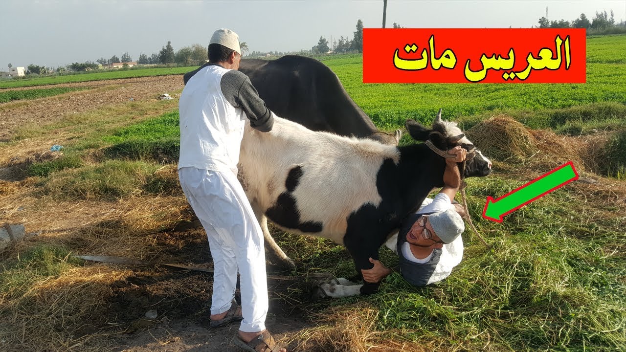 #2 انظروا مصباح قتل العريس فى ارض الحاج مقطوش ? شى صادم بجد # صراع فلاحين الموسم الثانى