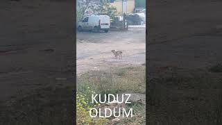 KÖPEK ISIRDI KUDUZ OLDUM!    KÜFÜRLÜ