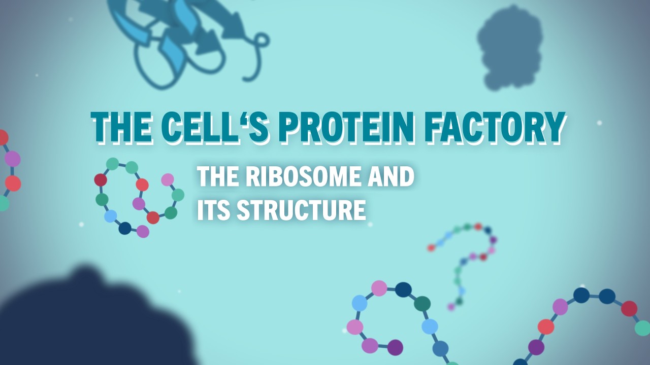 Protein Factory Cell RNA Explained: The Cell's Protein Factory - the Ribosome and Its ...