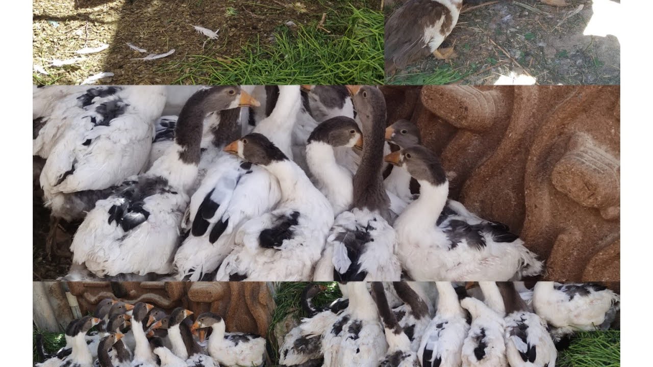 الوز وتربيته مفيش اسهل من كدا معلومات مهمه🚀 عن الاوز 🦆🦢الكبير والصغير ...
