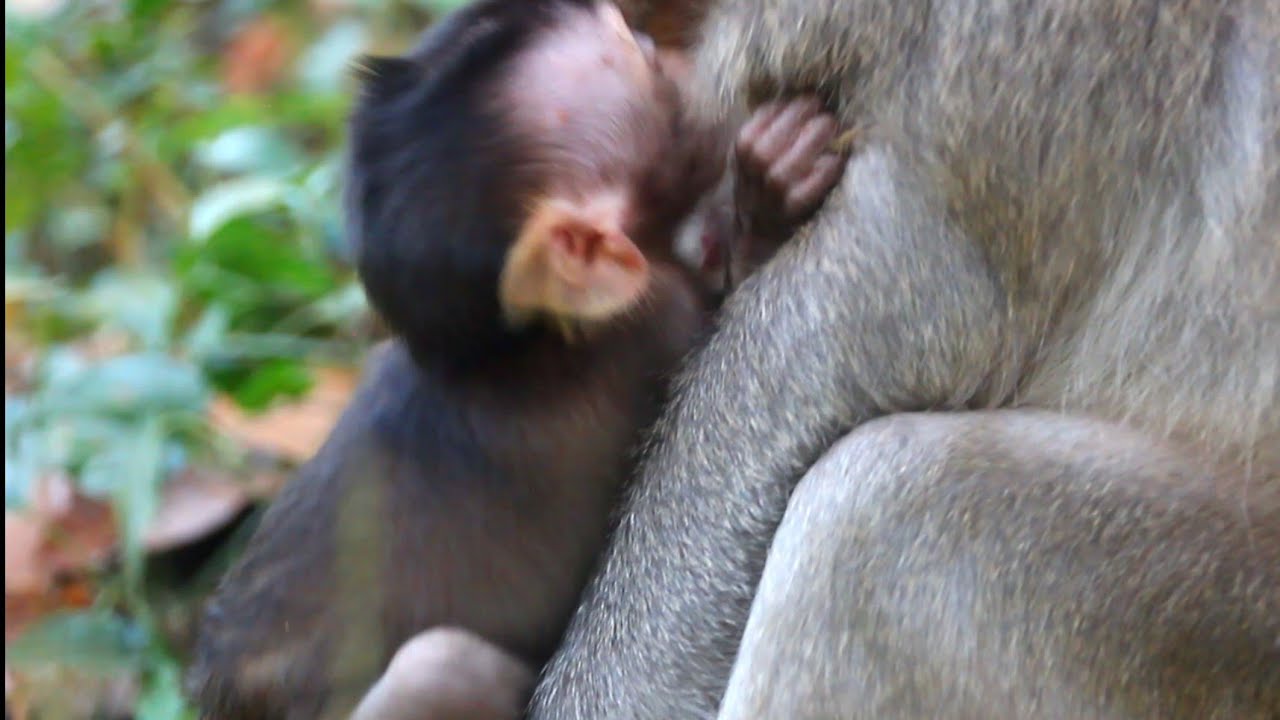 cute baby Stormy shout loudly ,angry with mom block milk- The baby monkey verse
