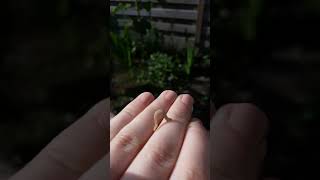 Inchworm moving around