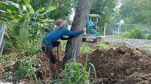 anh thợ cưa hạ cây tràm bông vàng to khủng ở gần cầu vượt lò gạch