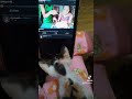 mylittle cat stop the video #catsofyoutube  #catlover #catshorts