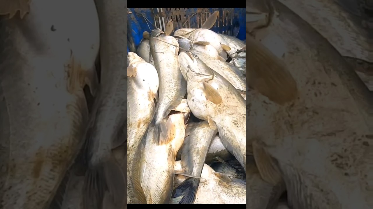 fishing videos #fish #fishing