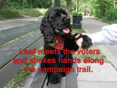 This Dog for President -- Funny Dog Shaking Hands and More