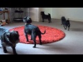 Four Affenpinschers waiting for their humans to return の動画、YouTube動画。