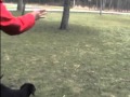 Thunder Equipment Puppy Bumper Training.mpg Thunder Equipment Puppy Bumper Training.mpg