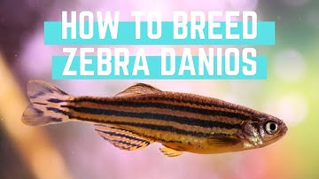 How to Easily Breed Zebra Danios