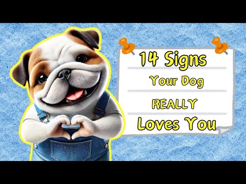 14 Signs Your Dog Loves You | Confirmed by Science || My-Petsible