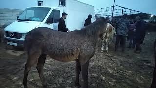 BUXORO Romitan QO'RG'ON mol bozori OTLAR NARXI.