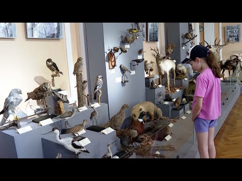 Video: Музей оюну