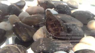 Baby mud turtle setup
