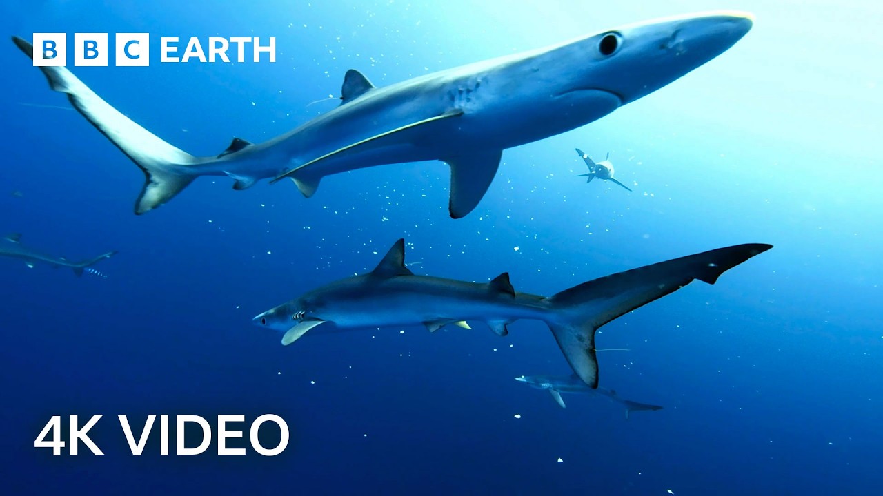 Breathtaking Ocean Wildlife in 4K