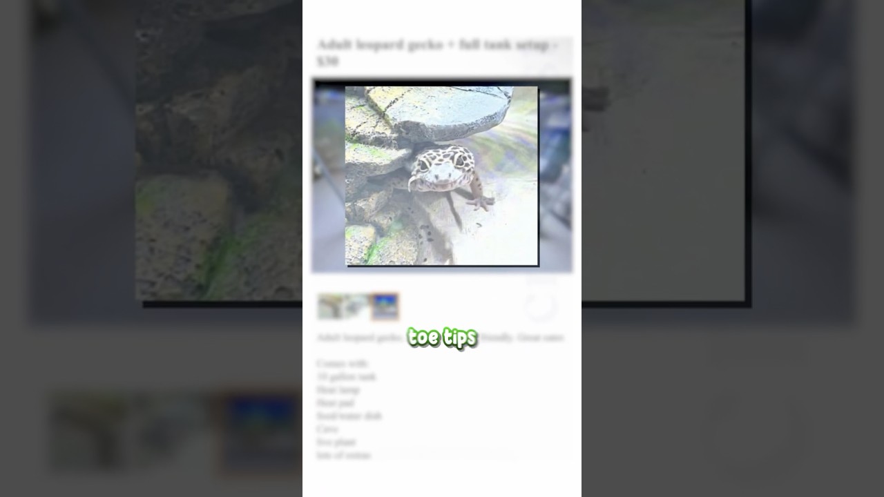 I found a NEGLECTED leopard gecko… 😔