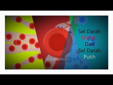 Video: Perbedaan Antara Sel Darah Merah Dan Sel Darah Putih