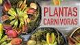 As Plantas Carnívoras: Adaptações Extraordinárias para Sobrevivência ile ilgili video