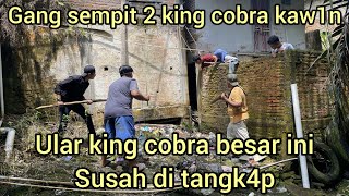 MENEGANGK4N WARGA PENANGKAP4N DUA ULAR KING COBRA DI BAWAH RUMAH WARGA DAN KING COBRA MAR4H by Amar pd 48,284 views 1 month ago 13 minutes, 59 seconds