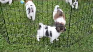 Papillon Puppies For Sale