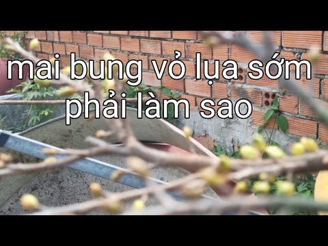 Ngày 19/12 âm lịch cách khắc phục những cây mai bung vỏ trấu sớm. mới nhất 2023