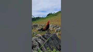 Gà rừng mã đỏ bây đập cánh như chim.qaib qus ya ntxuaj ti zoo tiag tiag