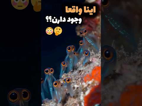 موجودات عجیب دریایی که باور نمی کنید واقعی باشن موجودات عجیب اقیانوس واقعی دریا 