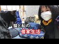 雪の日の猫と私。落下したのに再突撃するクロ!