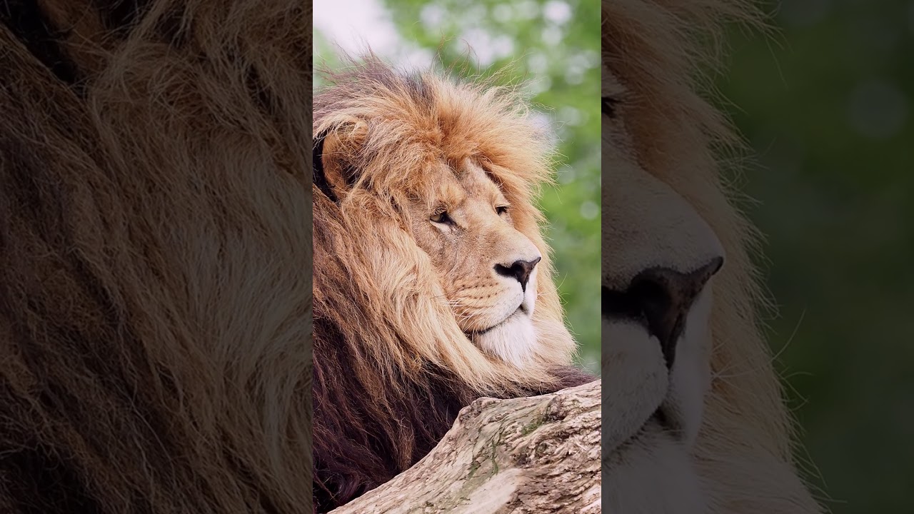 lion on trunk panthera leo 2023 08 03 00 53 56 utc