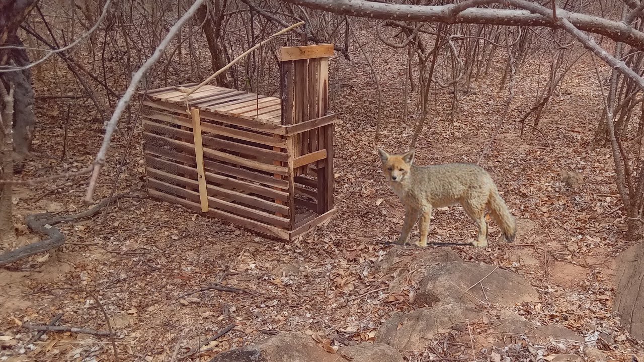 POR ISSO AS GALINHAS DAQUI DE CASA ESTAVA TUDO SUMINDO! 😱