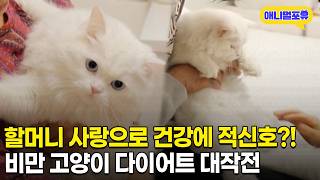 할머니랑 같이 살다가 비만 돼 버린 고양이 이대로라면 위험하다! I KBS 살림하는 남자들 210213 방송