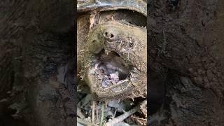 Alligator Snapping Turtle VS Common Snapper. How to Tell the Difference??