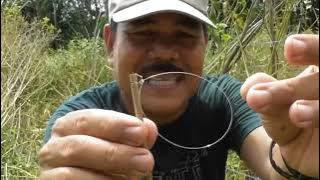 turtledove traps are enough for Rp. 1000,-