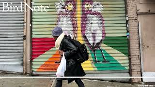 Emily Raboteau on New York City's Bird Murals