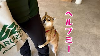 苦手な犬社会に耐えきれずパパに助けを求める柴犬が可愛い