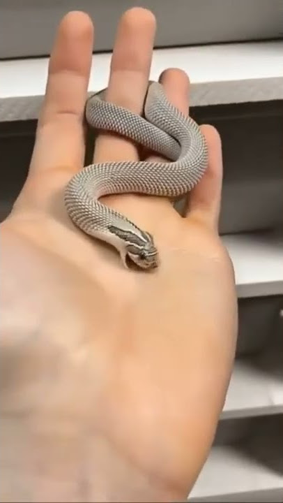 #video || possun snake | snack | snack video status | #snack #status #fanny #trending