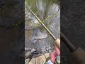 That bail click though 🤌 (Neuse River Prep)​#striperfishing #neuseriver #northcarolina #tackleprep
