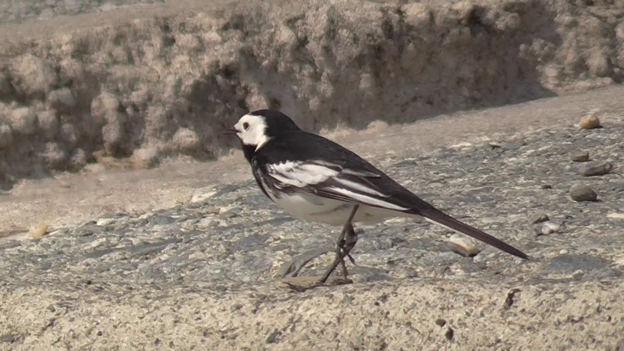 sweetwater Seaside Pied Wagtail - Motacilla Alba - Birds and Wildlife UK