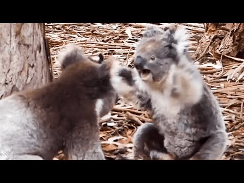 Insane moment two KOALAS get into a fight.