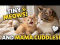 Adorable Tiny Kitten Meowing & Playing with Mother Cat | Cute Kitten Moments
