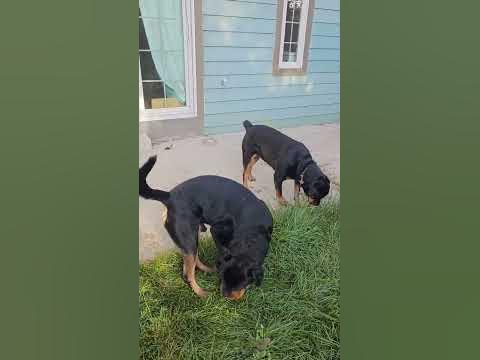 Cujo has a gf #dogs #rottweilers #couple - YouTube