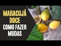 Maracuja Doce: Como Fazer Mudas